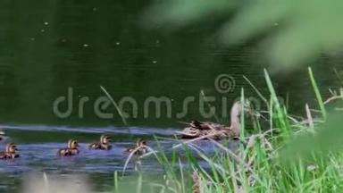 鸭子妈妈带着一群小鸭子在水里游来游去。